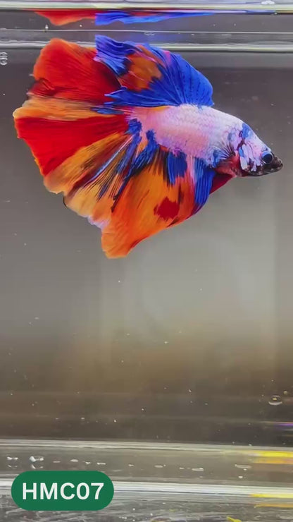 Multicolor Halfmoon Male Betta Fish | High Grade | Order Directly From Farm |  You Pick Fish |