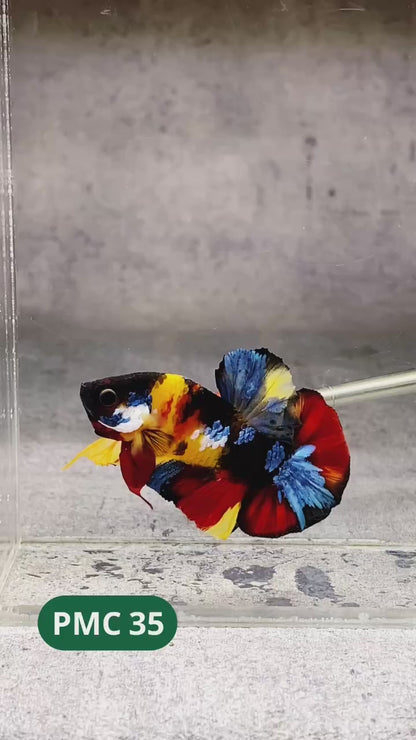Multicolor Plakat Male Betta Fish |Show Grade|  You Pick Fish