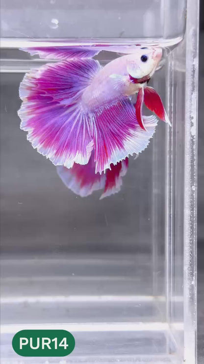 Purple Halfmoon Male Betta Fish | You Pick Fish | Order Directly From Farm