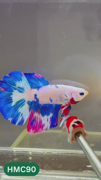 Multicolor Halfmoon Male Betta Fish | High Grade | Order Directly From Farm |  You Pick Fish |