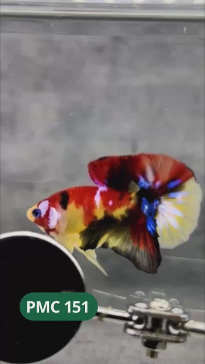 Multicolor Plakat Male Betta Fish |Show Grade|  You Pick Fish