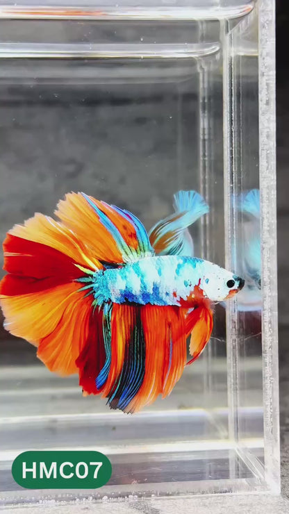 Nemo Halfmoon Male Betta Fish | Order Directly From Farm | You Pick Fish