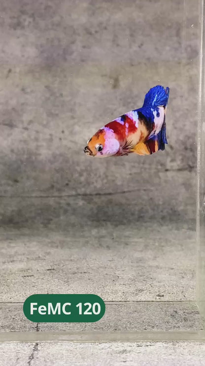 Multicolor Female Betta Fish | You Pick Fish | High Grade