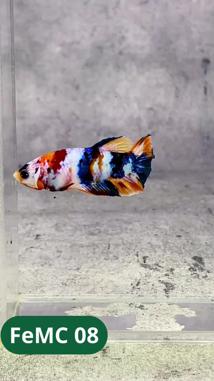 Multicolor Female Betta Fish | You Pick Fish | High Grade