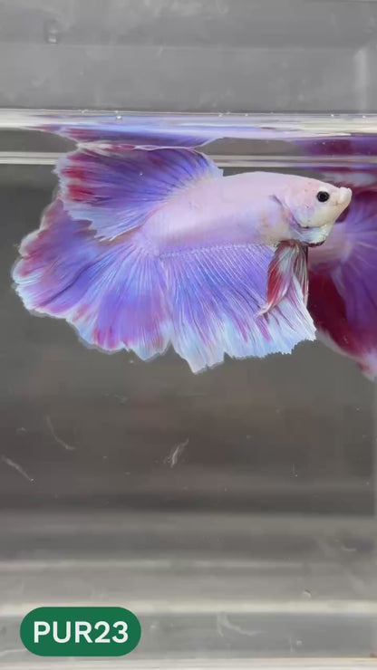Purple Halfmoon Male Betta Fish | You Pick Fish | Order Directly From Farm