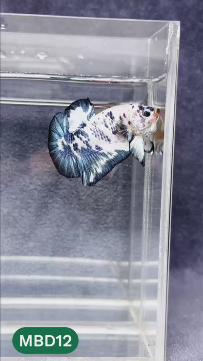 Blue Marble Dot Plakat Male Betta Fish | You Pick Fish