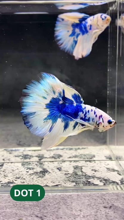 Blue Marble Dot Halfmoon Male Betta Fish | Order Directly From Farm | You Pick Fish
