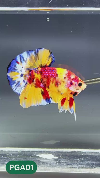 King Giant Plakat Male Betta Fish | You Pick Fish | High Grade