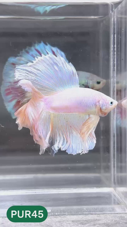 Purple Halfmoon Male Betta Fish | You Pick Fish | Order Directly From Farm