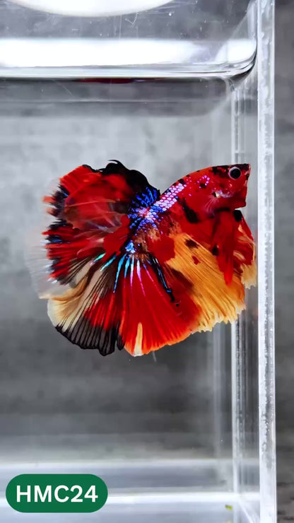 Multicolor Halfmoon Male Betta Fish | High Grade | Order Directly From Farm |  You Pick Fish |