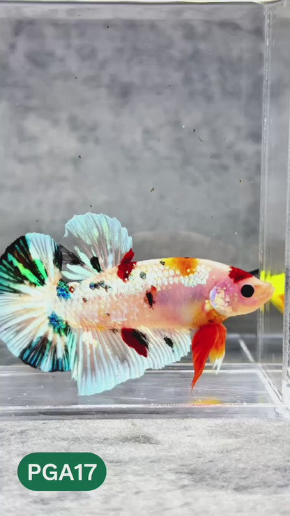 King Giant Plakat Male Betta Fish | You Pick Fish | High Grade