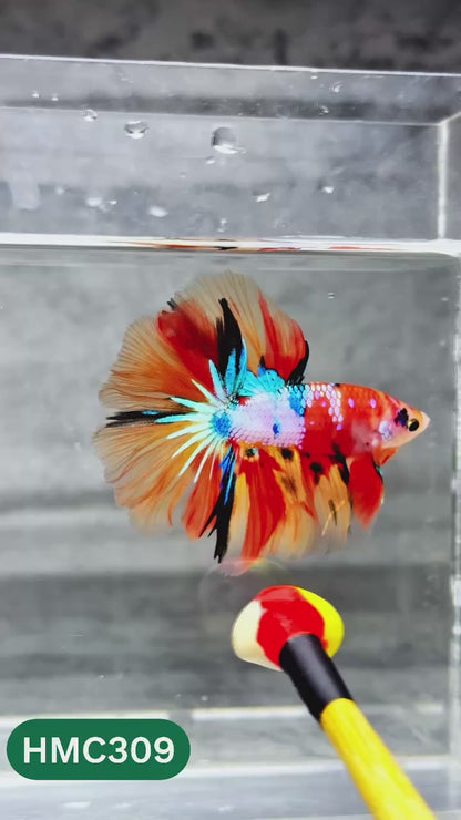 Multicolor Halfmoon Male Betta Fish | High Grade | Order Directly From Farm |  You Pick Fish |
