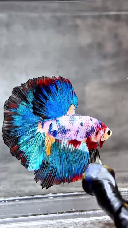 Multicolor Halfmoon Male Betta Fish | High Grade | Order Directly From Farm |  You Pick Fish |