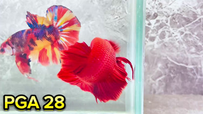 King Giant Plakat Male Betta Fish | You Pick Fish | High Grade