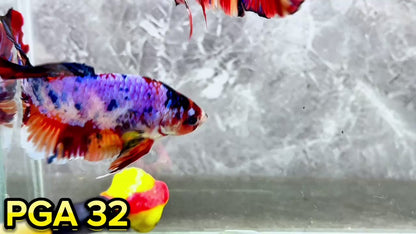 King Giant Plakat Male Betta Fish | You Pick Fish | High Grade