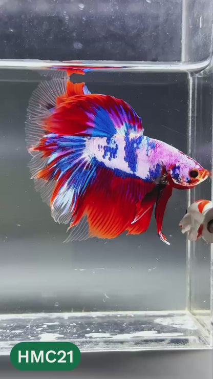 Multicolor Halfmoon Male Betta Fish | High Grade | Order Directly From Farm |  You Pick Fish |