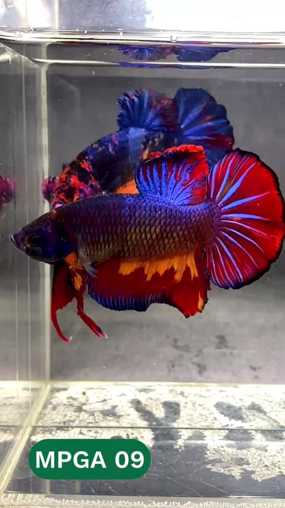 King Giant Plakat Male Betta Fish | You Pick Fish | High Grade