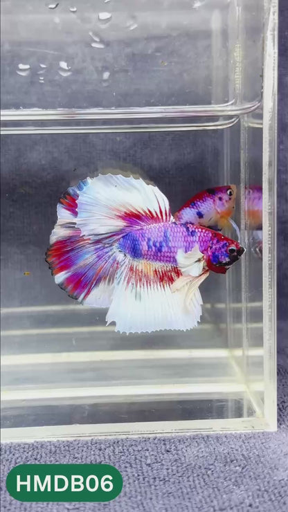 Dumbo Koi Nemo Halfmoon Male Betta | You Pick Fish