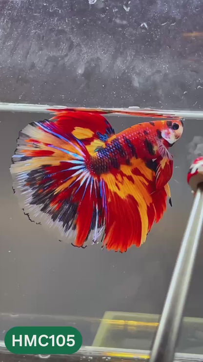 Multicolor Halfmoon Male Betta Fish | Order Directly From Farm | You Pick Fish