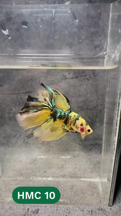 Multicolor Halfmoon Male Betta Fish | High Grade | Order Directly From Farm |  You Pick Fish |