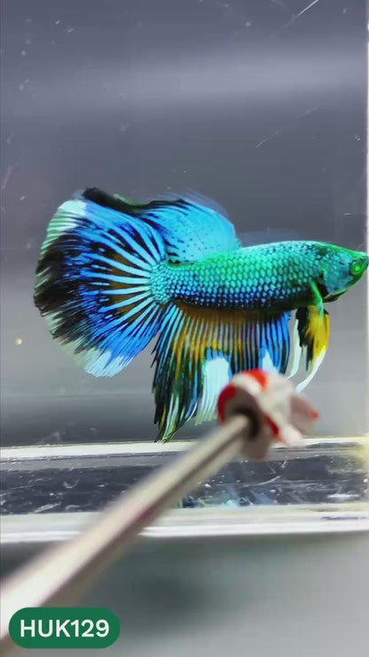 Black Hulk Halfmoon Male Betta Fish | You Pick Fish