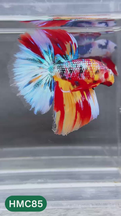Multicolor Halfmoon Male Betta Fish | Order Directly From Farm | You Pick Fish
