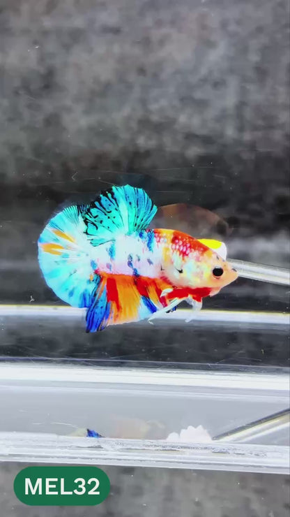 Metallic Plakat Betta Fish | You Pick Betta | Exotic Fish