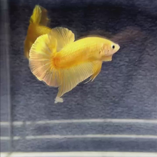 Super Gold Plakat Male Betta Fish