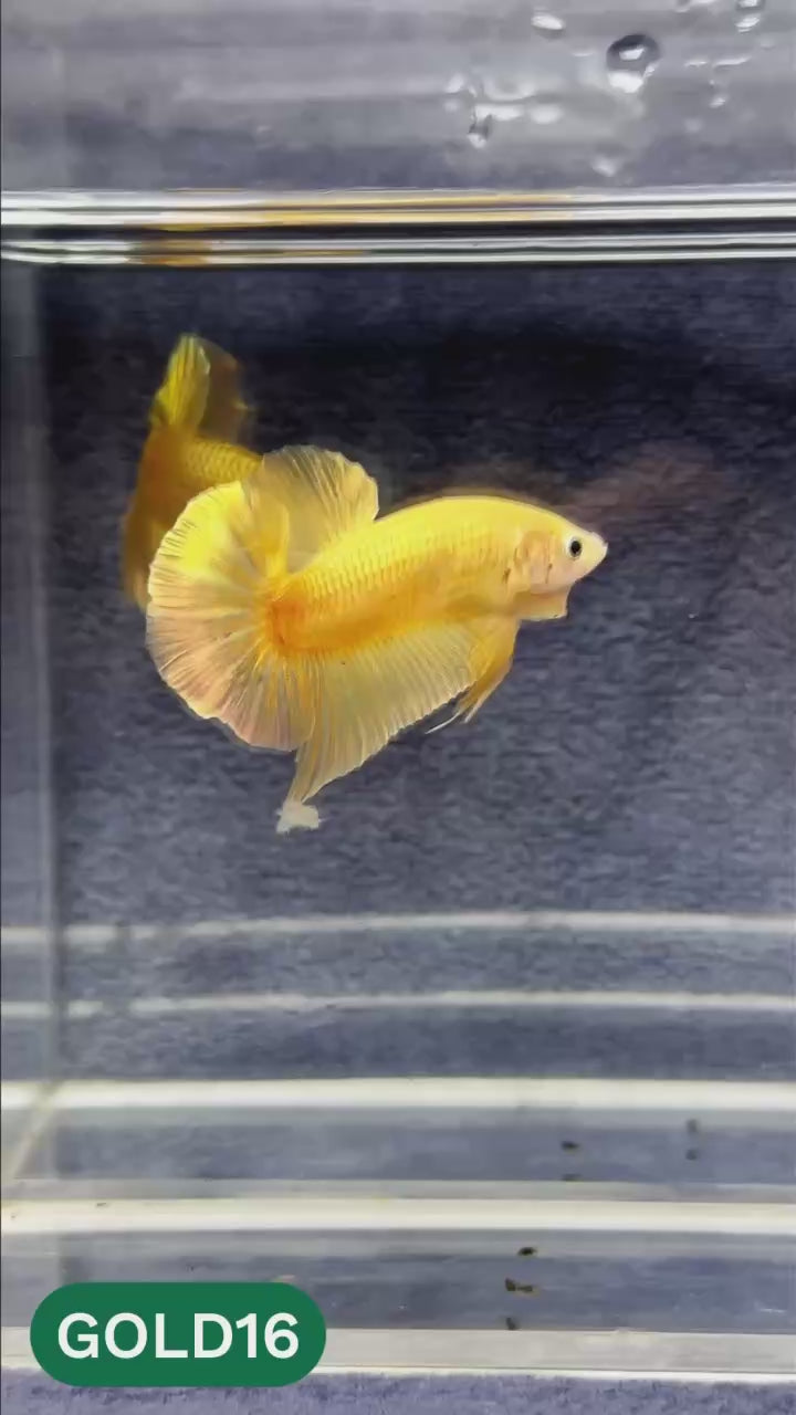 Super Gold Plakat Male Betta Fish