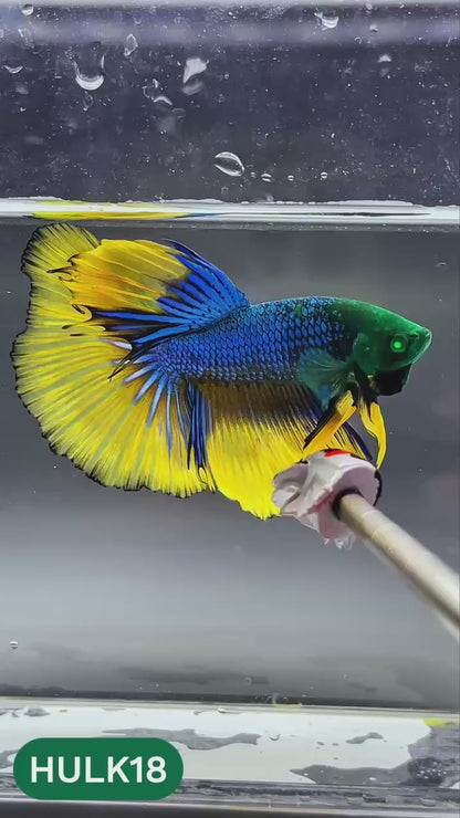 Black Hulk Halfmoon Male Betta Fish | You Pick Fish