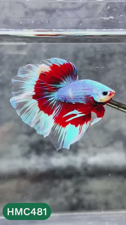 Multicolor Halfmoon Male Betta Fish | High Grade | Order Directly From Farm |  You Pick Fish |