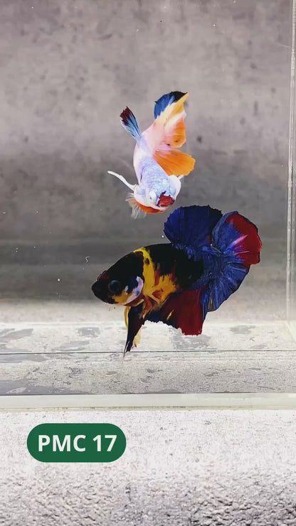 Multicolor Plakat Male Betta Fish |Show Grade|  You Pick Fish