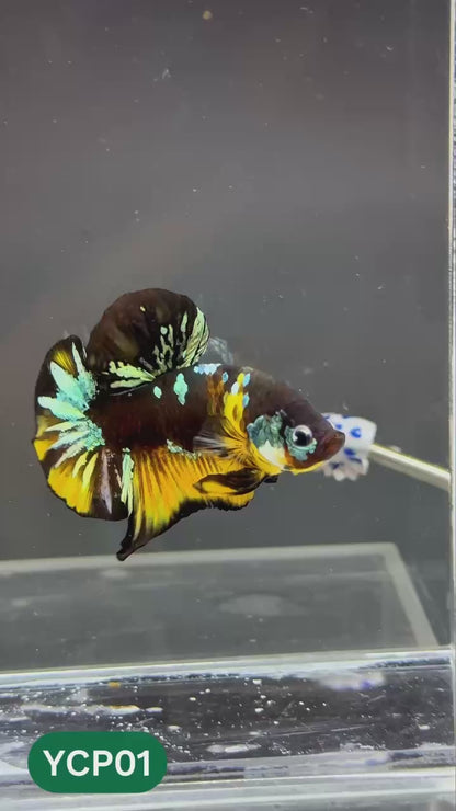 Koi Yellow Plakat Male Betta Fish | Show Grade | You Pick Fish