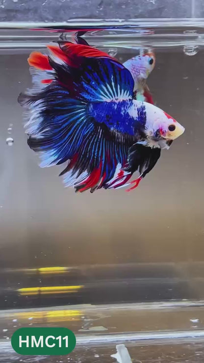 Multicolor Halfmoon Male Betta Fish | High Grade | Order Directly From Farm |  You Pick Fish |