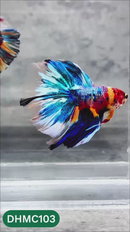 Multicolor Halfmoon Male Betta Fish | Order Directly From Farm | You Pick Fish