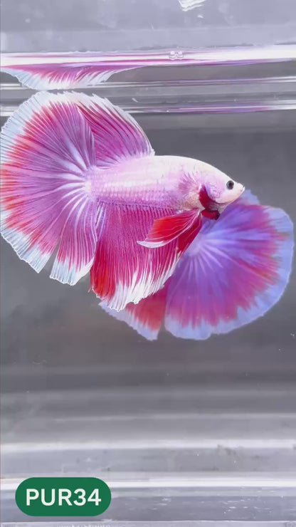 Purple Halfmoon Male Betta Fish | You Pick Fish | Order Directly From Farm