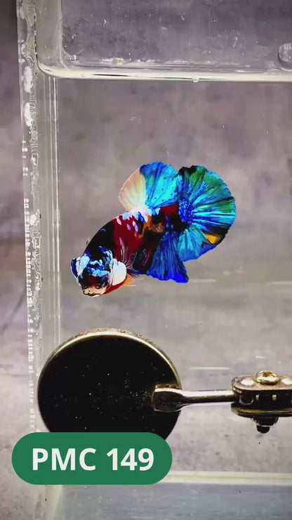 Multicolor Plakat Male Betta Fish |Show Grade|  You Pick Fish