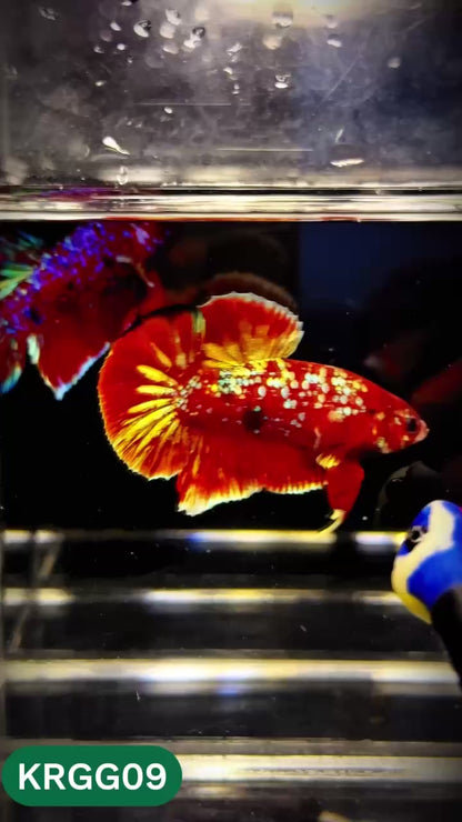 Golden Star Dust Galaxy Plakat Male Betta Fish | Super Rare | You Pick Fish