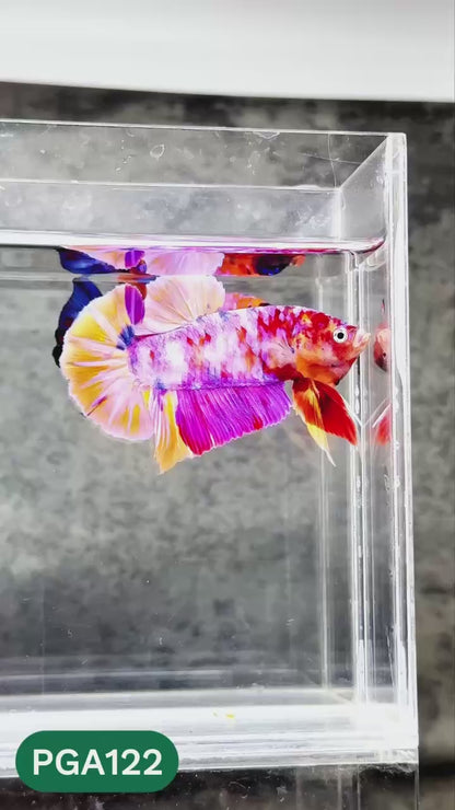 King Giant Plakat Male Betta Fish | You Pick Fish | High Grade