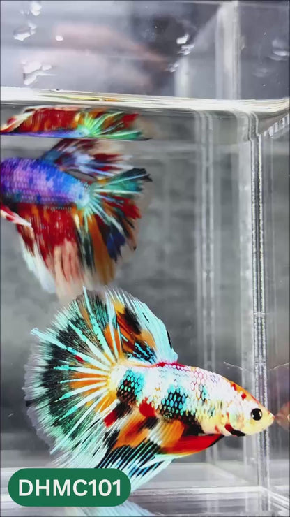Multicolor Halfmoon Male Betta Fish | Order Directly From Farm | You Pick Fish