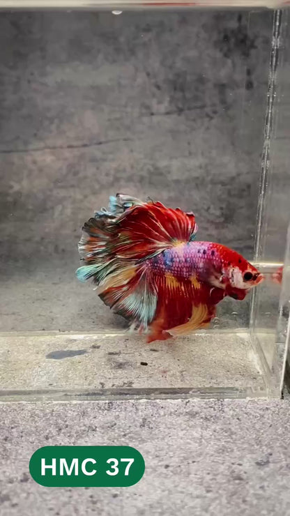 Multicolor Halfmoon Male Betta Fish | High Grade | Order Directly From Farm |  You Pick Fish |