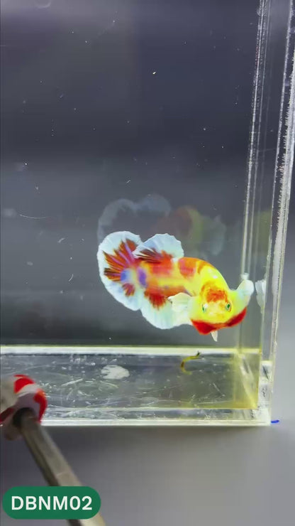 Dumbo Neno Neon Plakat Male Betta Fish | Neon Betta | You Pick Fish