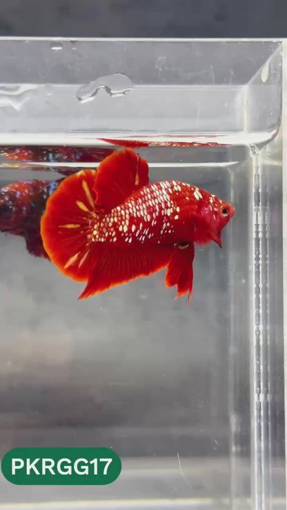 Golden Star Dust Galaxy Plakat Male Betta Fish | Super Rare | You Pick Fish