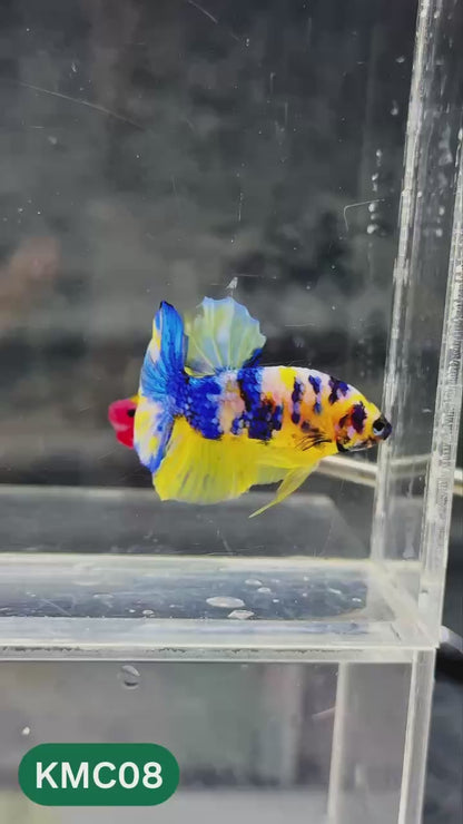 Multicolor Yellow Base Plakat Male Betta Fish | Order Directly From Farm |  You Pick Fish