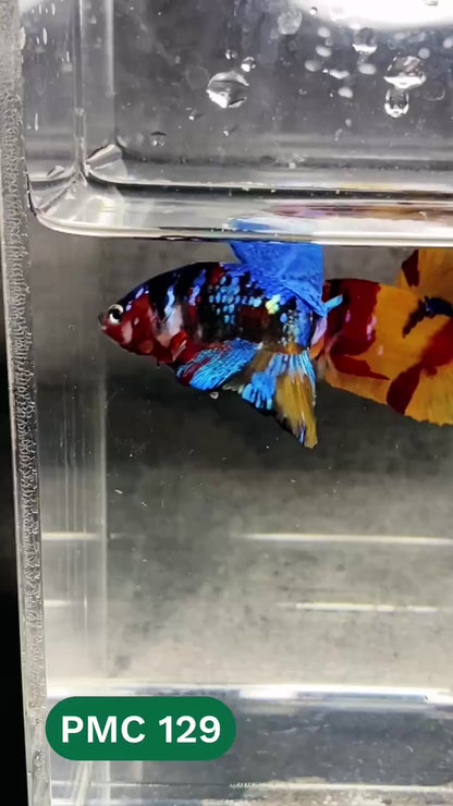 Multicolor Plakat Male Betta Fish |Show Grade|  You Pick Fish