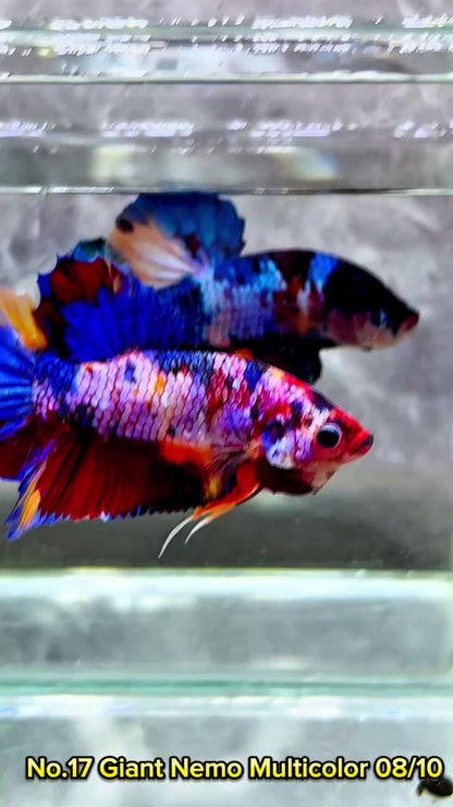 King Giant Plakat Male Betta Fish | You Pick Fish | High Grade