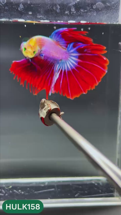 Black Hulk Halfmoon Male Betta Fish | You Pick Fish
