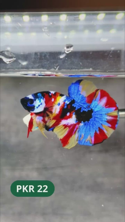 Multicolor Yellow Base Plakat Male Betta Fish | Order Directly From Farm |  You Pick Fish