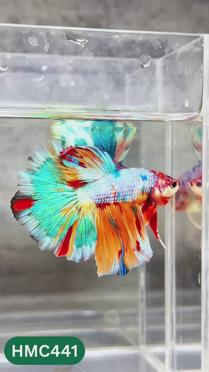 Multicolor Halfmoon Male Betta Fish | Order Directly From Farm | You Pick Fish