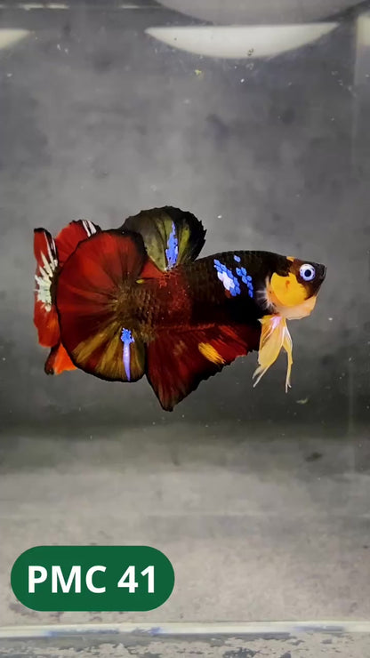 Multicolor Plakat Male Betta Fish |Show Grade|  You Pick Fish